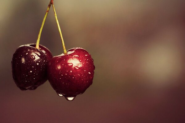 Delicious juicy cherry in dew