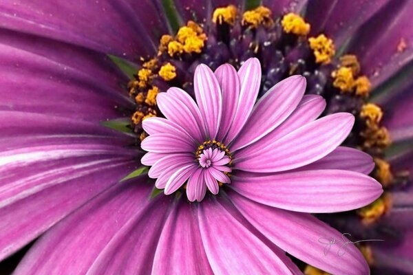 Hermosa flor púrpura verano