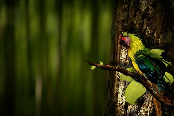 Bellissimo uccello in natura