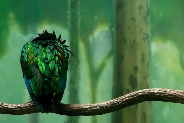 Oiseau tropical sur fond de nature