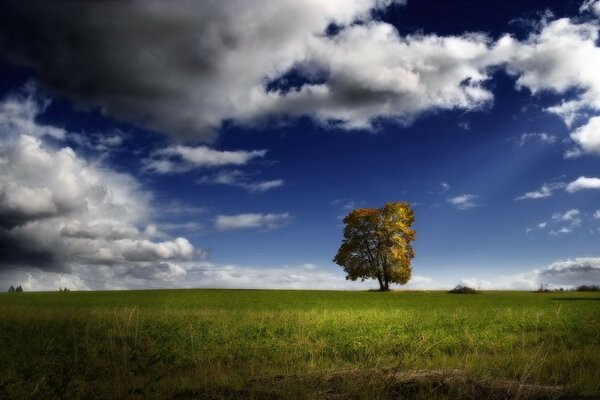 Sky clouds clouds and a tree on a green field