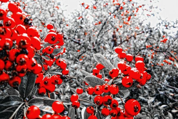 Jardin d hiver de paradis Rowan