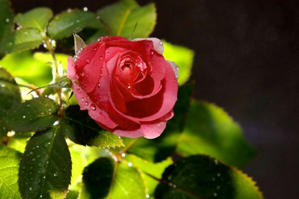 A rose in the morning dew