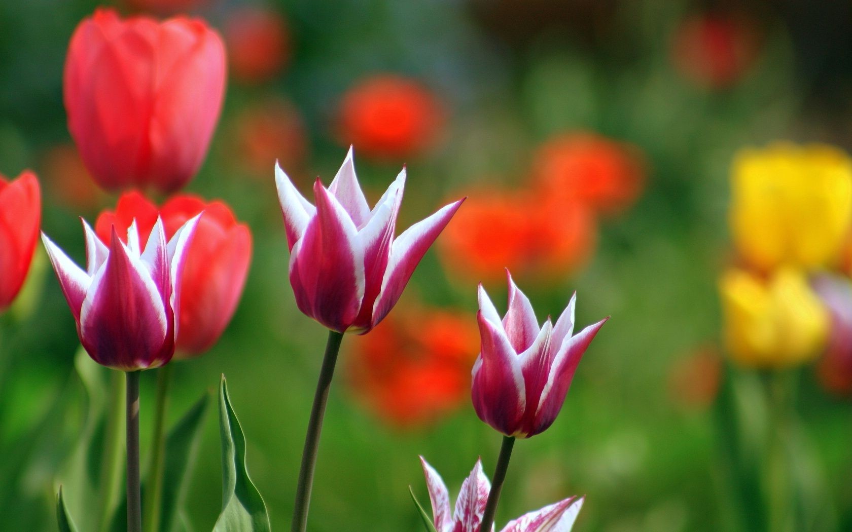 tulipany natura tulipan kwiat flora lato ogród liść jasny płatek bluming kwiatowy wzrost kolor