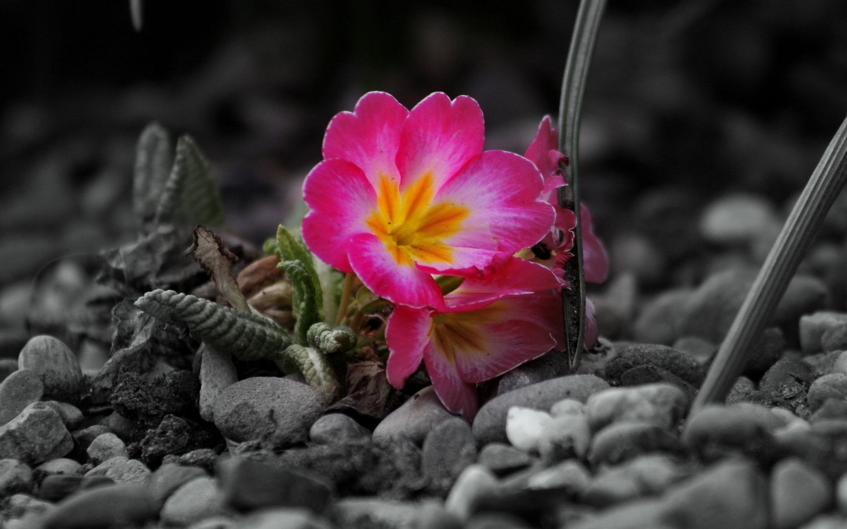 kwiaty natura kwiat flora ogród liść na zewnątrz zbliżenie bluming kolor lato