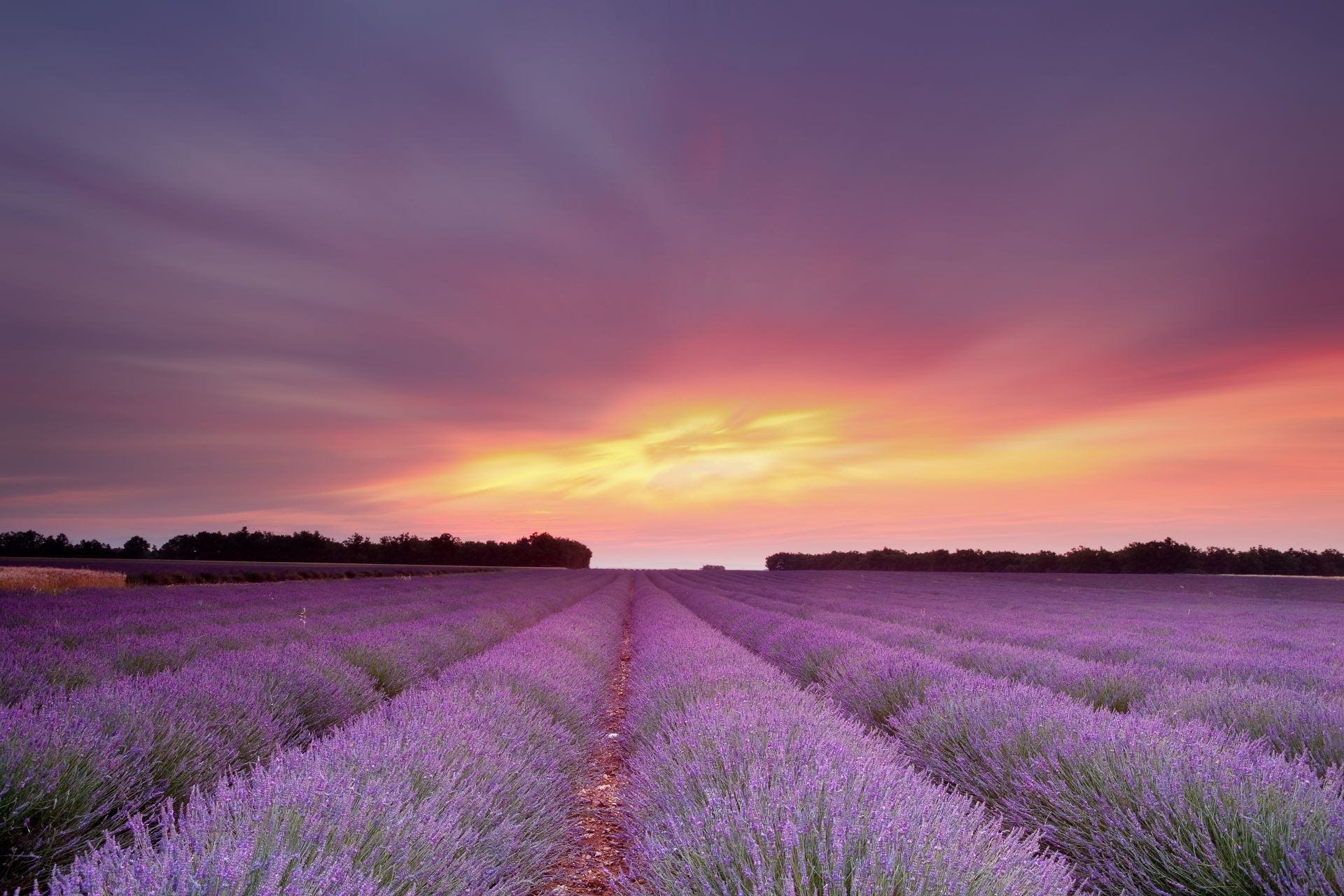 günbatımı ve şafak vakti çiçek lavanta doğa açık havada manzara alan yaz kırsal tarım büyüme kırsal çiftlik bolluk renk flora violet günbatımı