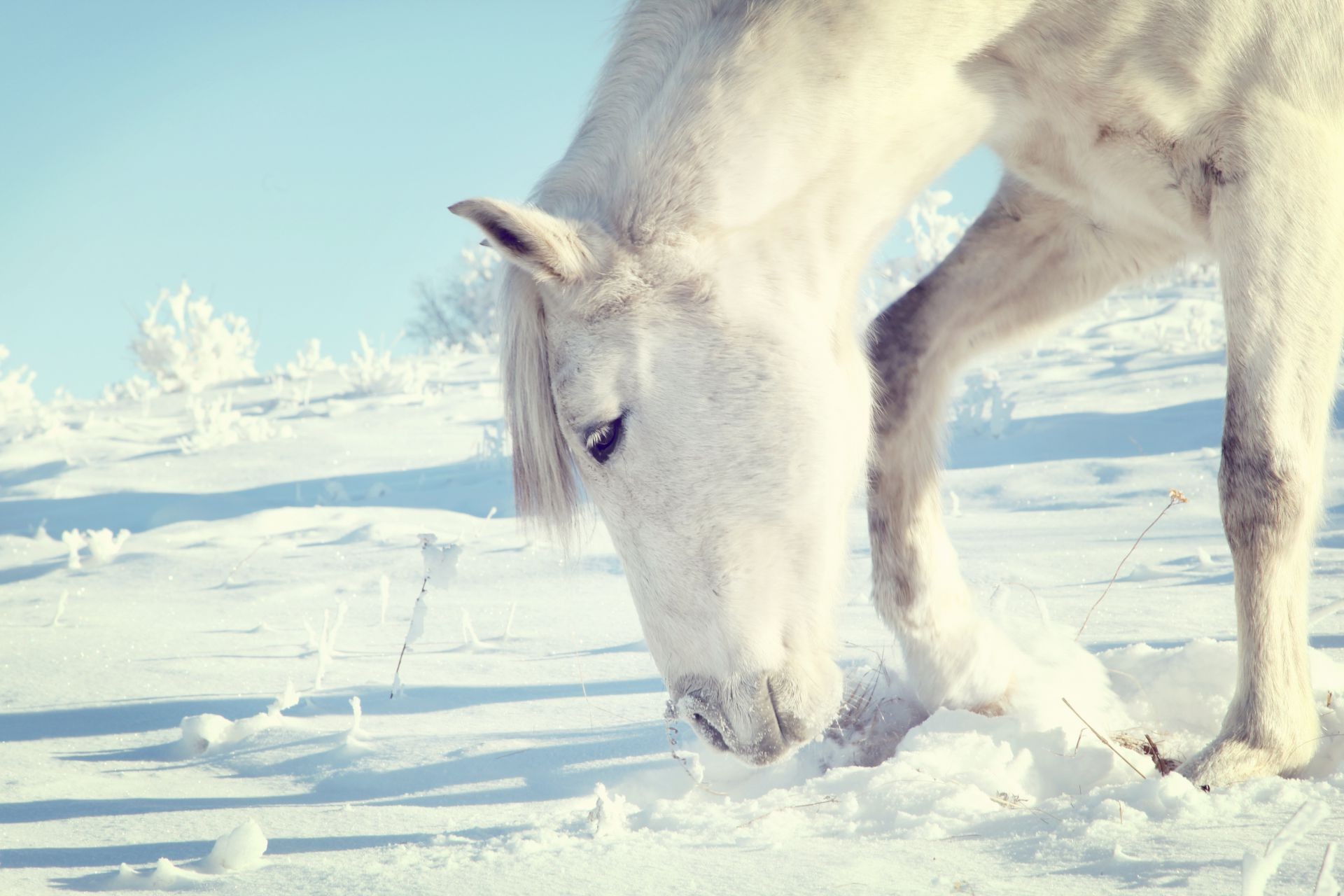 caballos nieve invierno frío hielo escarchado naturaleza mamífero escarcha congelado al aire libre animal vida silvestre paisaje uno