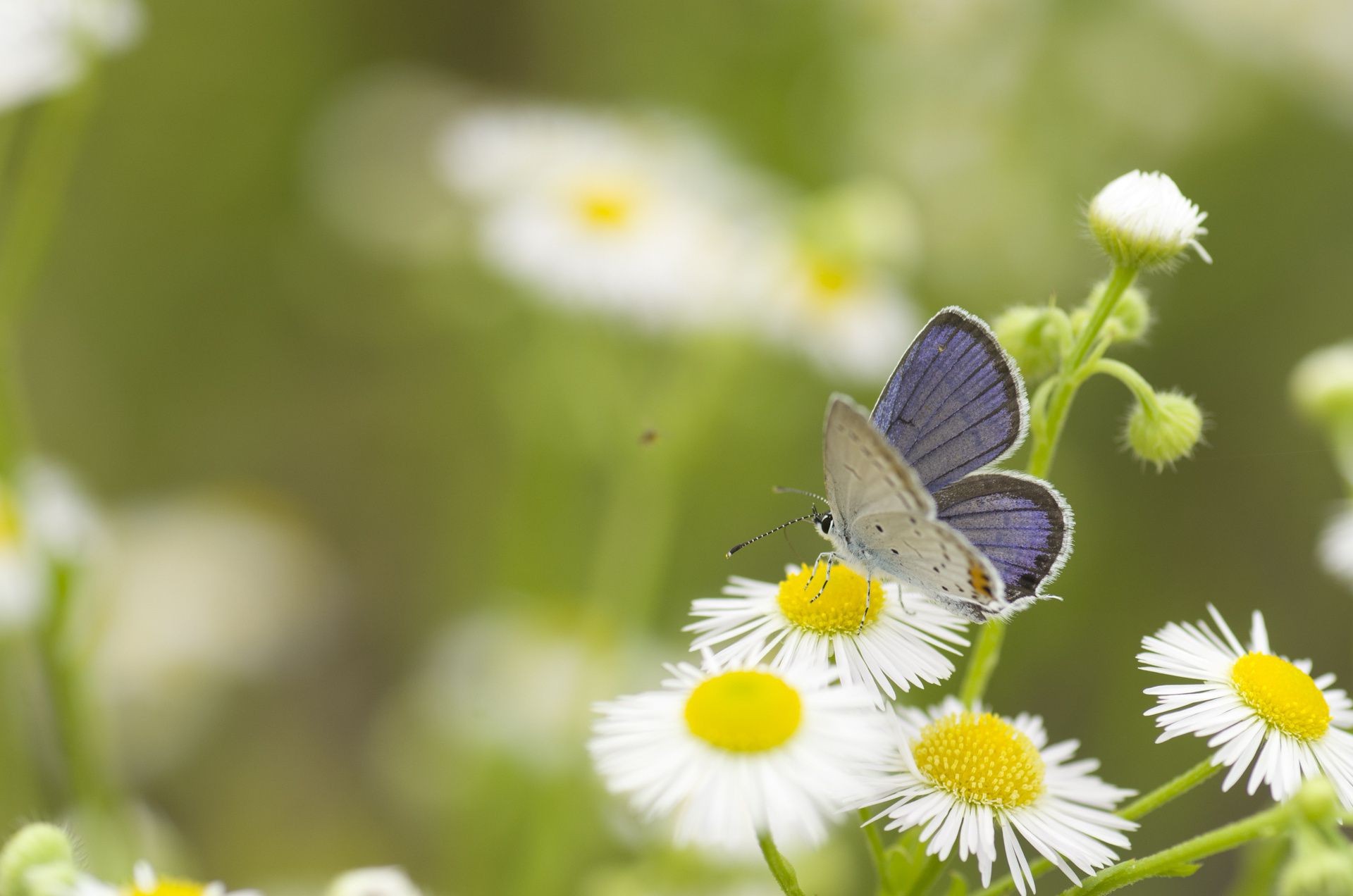 flowers nature butterfly insect summer flower flora outdoors leaf garden wild bright close-up little wildlife grass fair weather