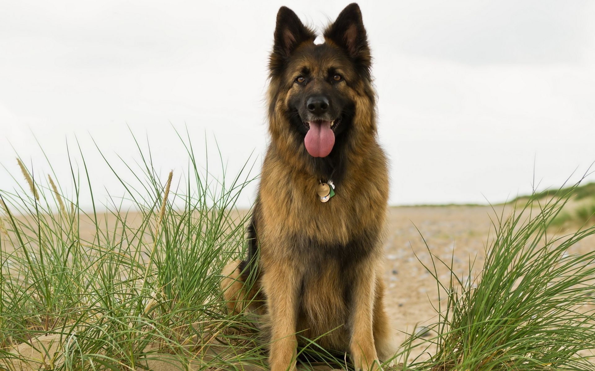 cani cane erba animale carino ritratto natura animale domestico mammifero canino pelliccia giovane