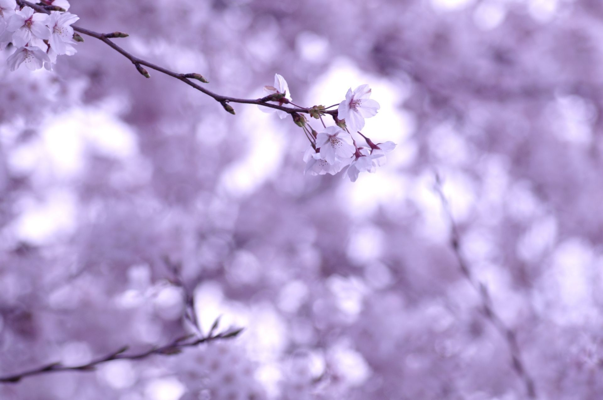 flores cereza rama flor árbol naturaleza invierno desenfoque dof temporada manzana flora al aire libre hoja amigo jardín crecimiento ciruela buen tiempo paisaje