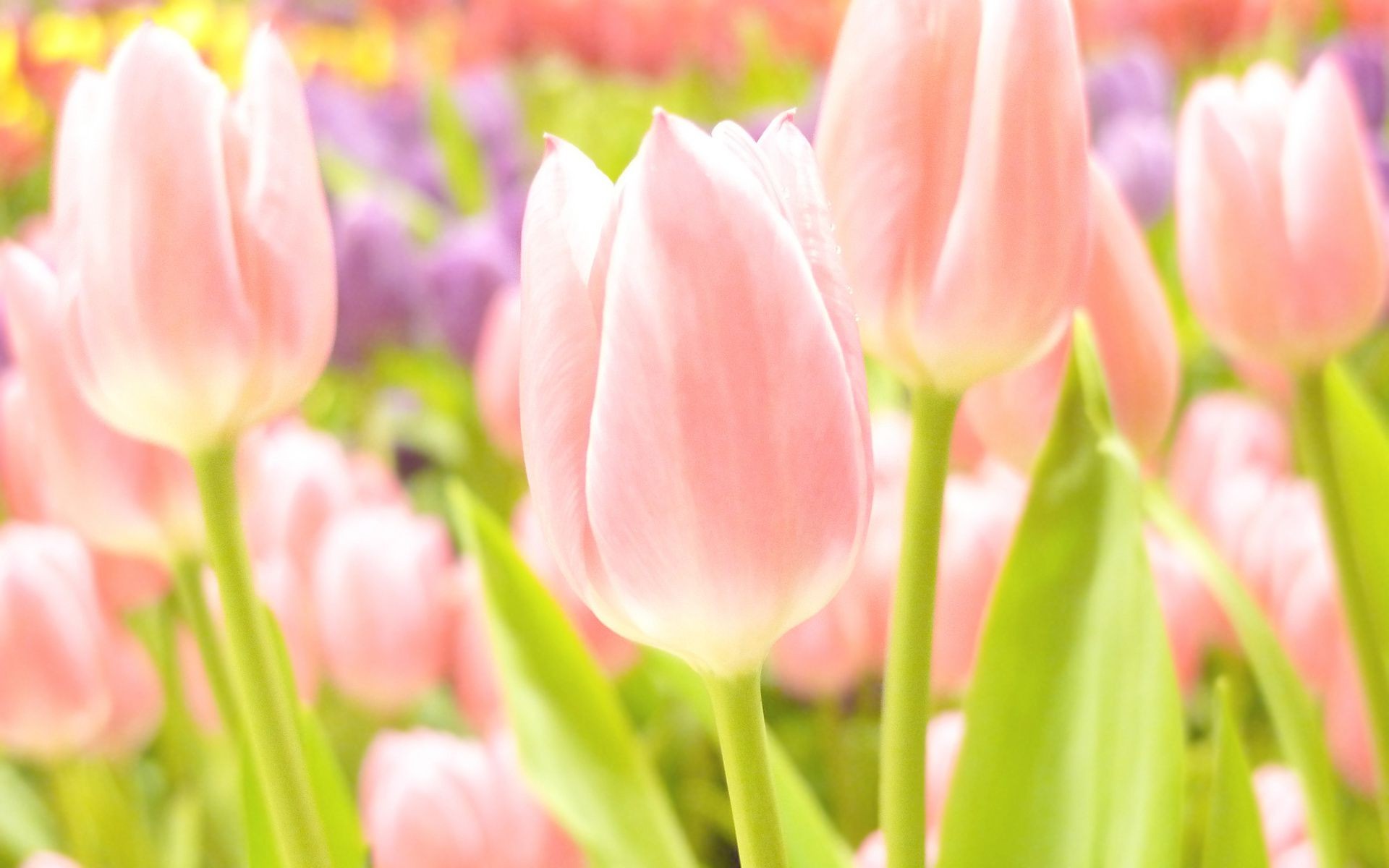 tulipany natura tulipan kwiat flora wielkanoc jasne lato ogród liść kwiatowy bukiet kolor wzrost płatek sezon bluming dobra pogoda miłość wiosna