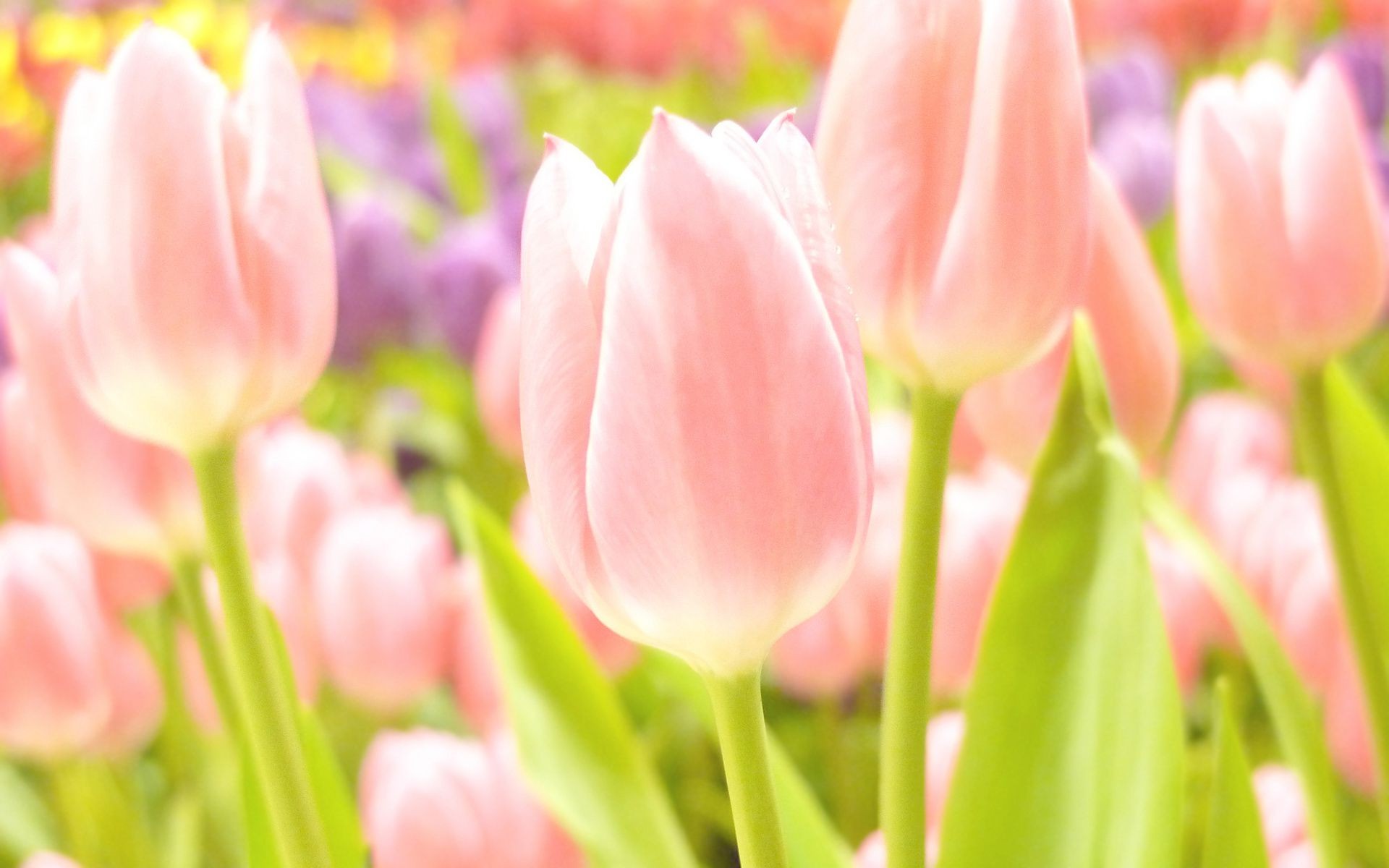 тюльпаны природа тюльпан цветок флора пасха яркий лето сад лист цветочные букет цвет рост лепесток сезон блюминг хорошую погоду любовь весна