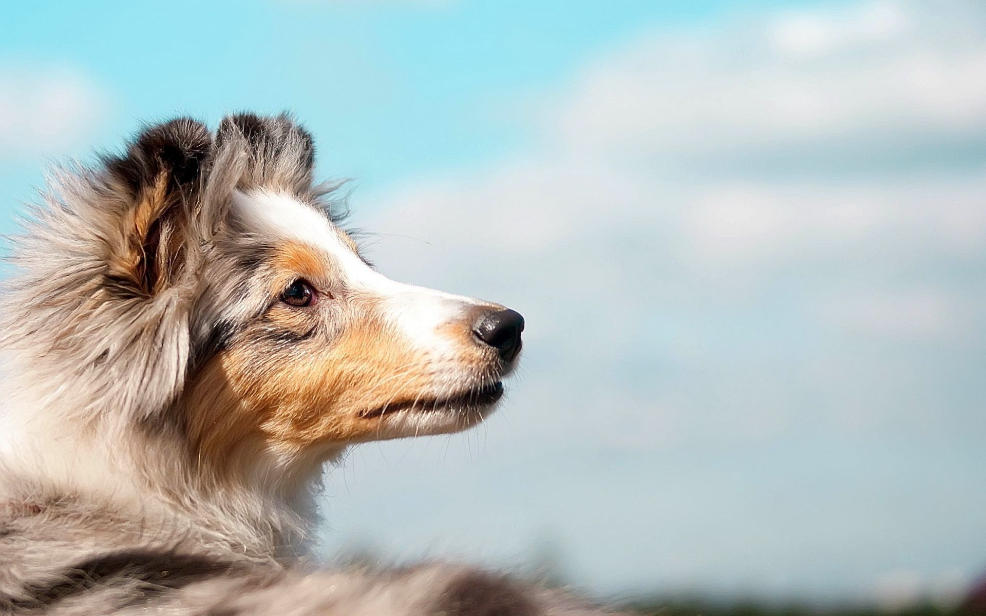 hunde hund säugetier tier haustier niedlich hundespezialist porträt natur fell ansicht im freien