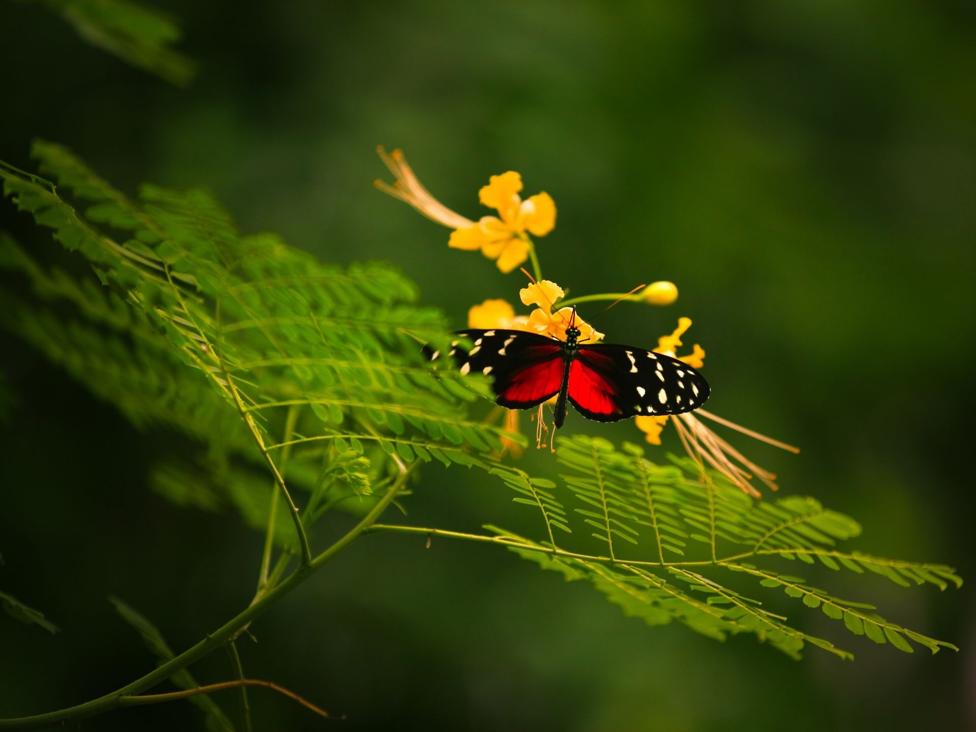 insects nature leaf insect outdoors flora summer garden flower wild color tree invertebrate wildlife environment close-up