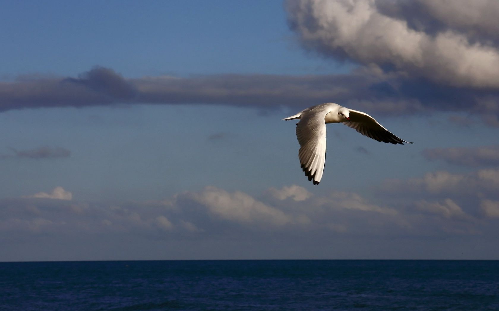 animali uccelli gabbiani acqua mare cielo oceano natura all aperto volo libertà viaggi spiaggia fauna selvatica mare