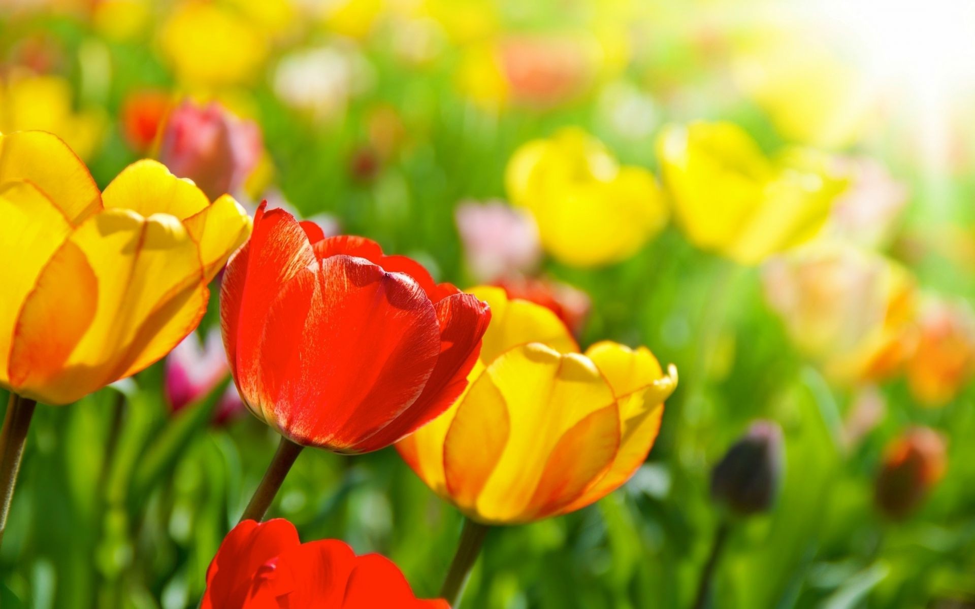 тюльпаны тюльпан природа сад пасха лист цветок флора поле лето яркий цветочные цвет сезон хорошую погоду рост яркие блюминг трава лепесток
