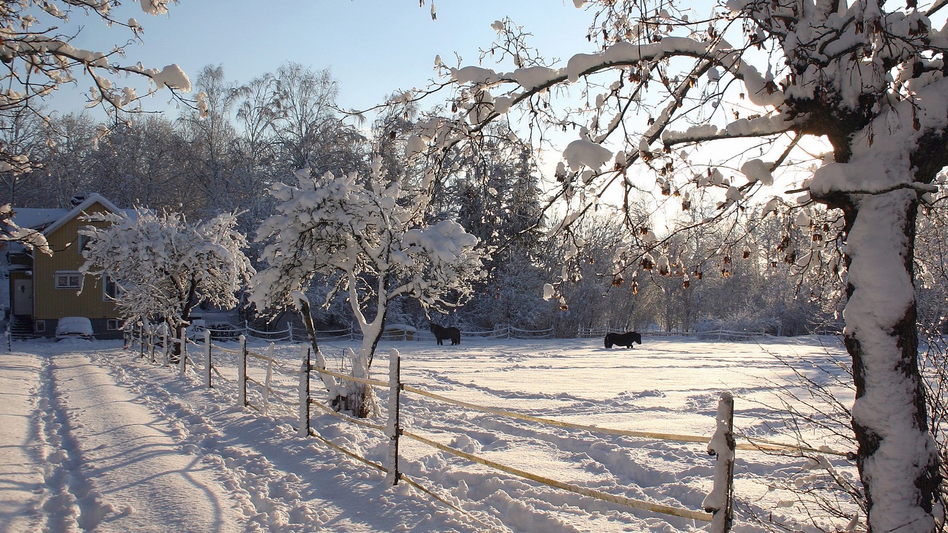 inverno neve albero freddo gelo ramo congelato tempo ghiaccio stagione paesaggio legno neve-bianco tempesta di neve natura scena parco gelido