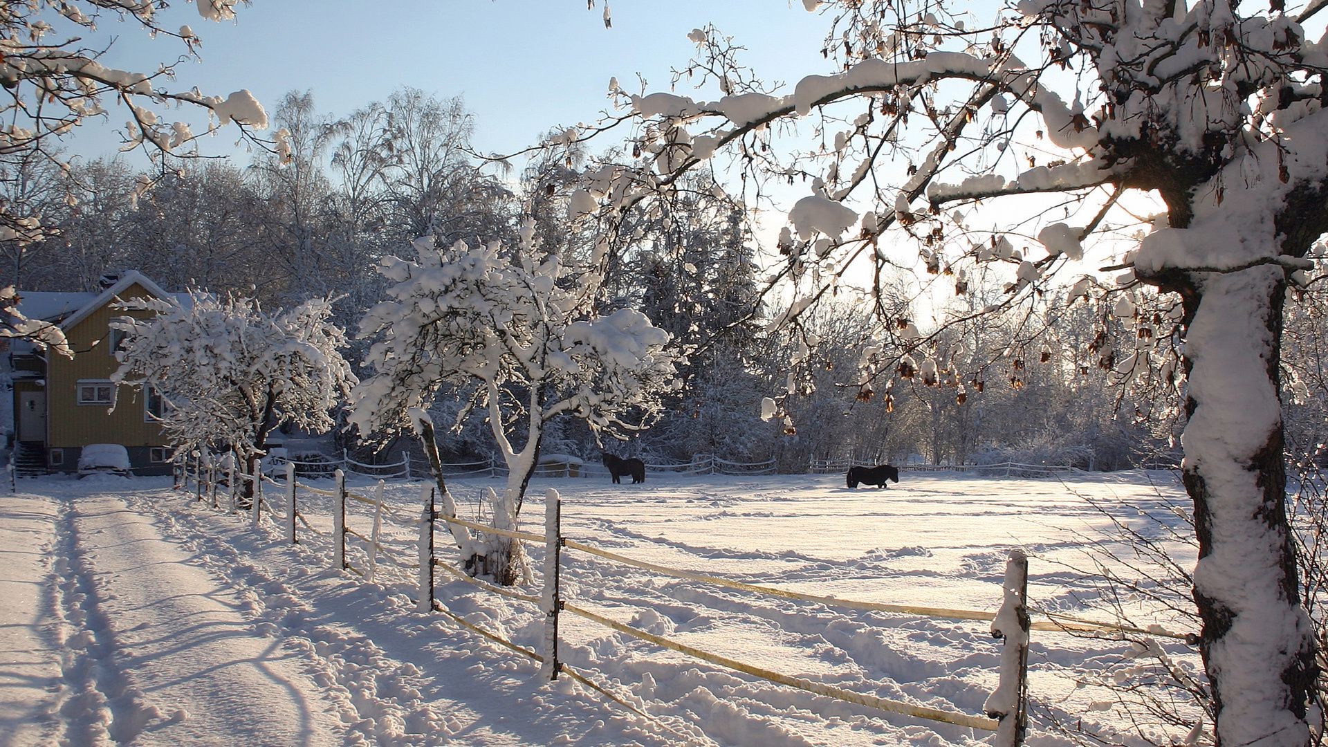 зима снег дерево холодная мороз филиал замороженные погода лед сезон пейзаж древесины снег-белый пургу природа сцена парк морозный