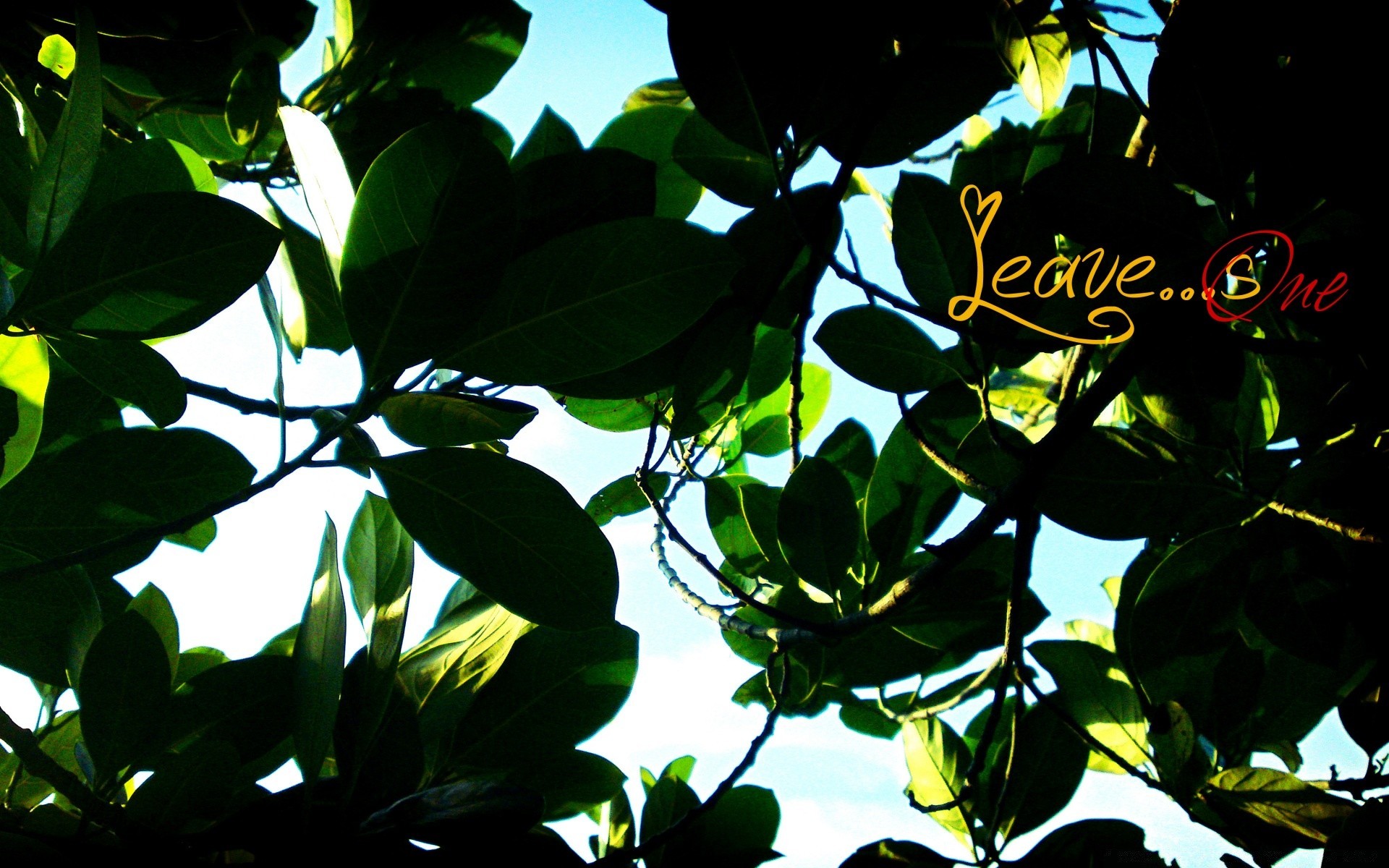 креатив лист природа на открытом воздухе рост лето дерево тропический флора яркий еда хорошую погоду филиал солнце