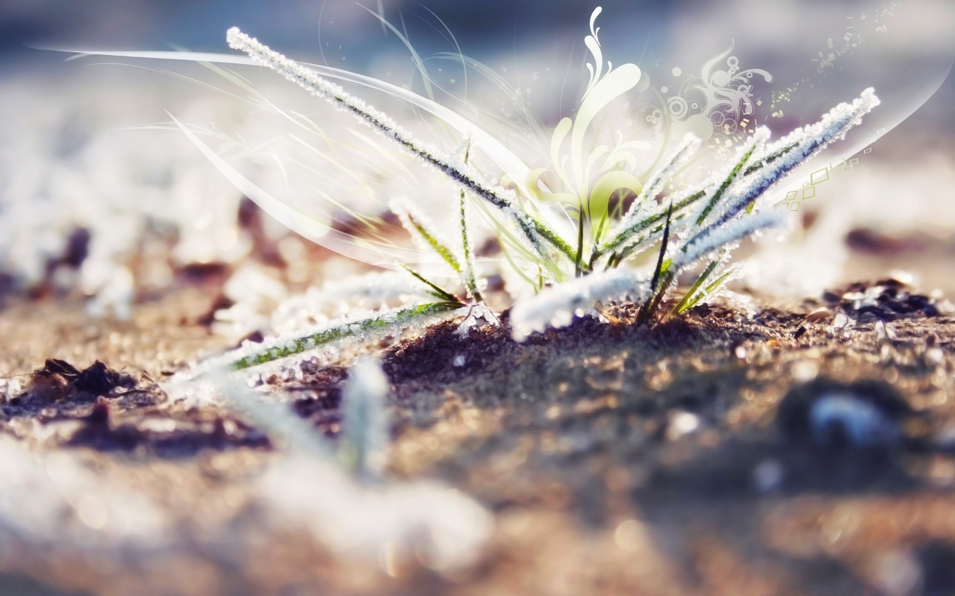 creative nature outdoors close-up summer flora flower desktop grass color leaf fair weather beautiful