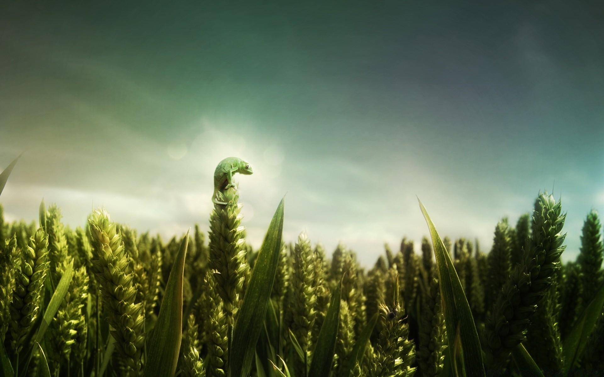 creative nature growth outdoors sun rural cereal pasture field sky farm wheat leaf summer agriculture grass