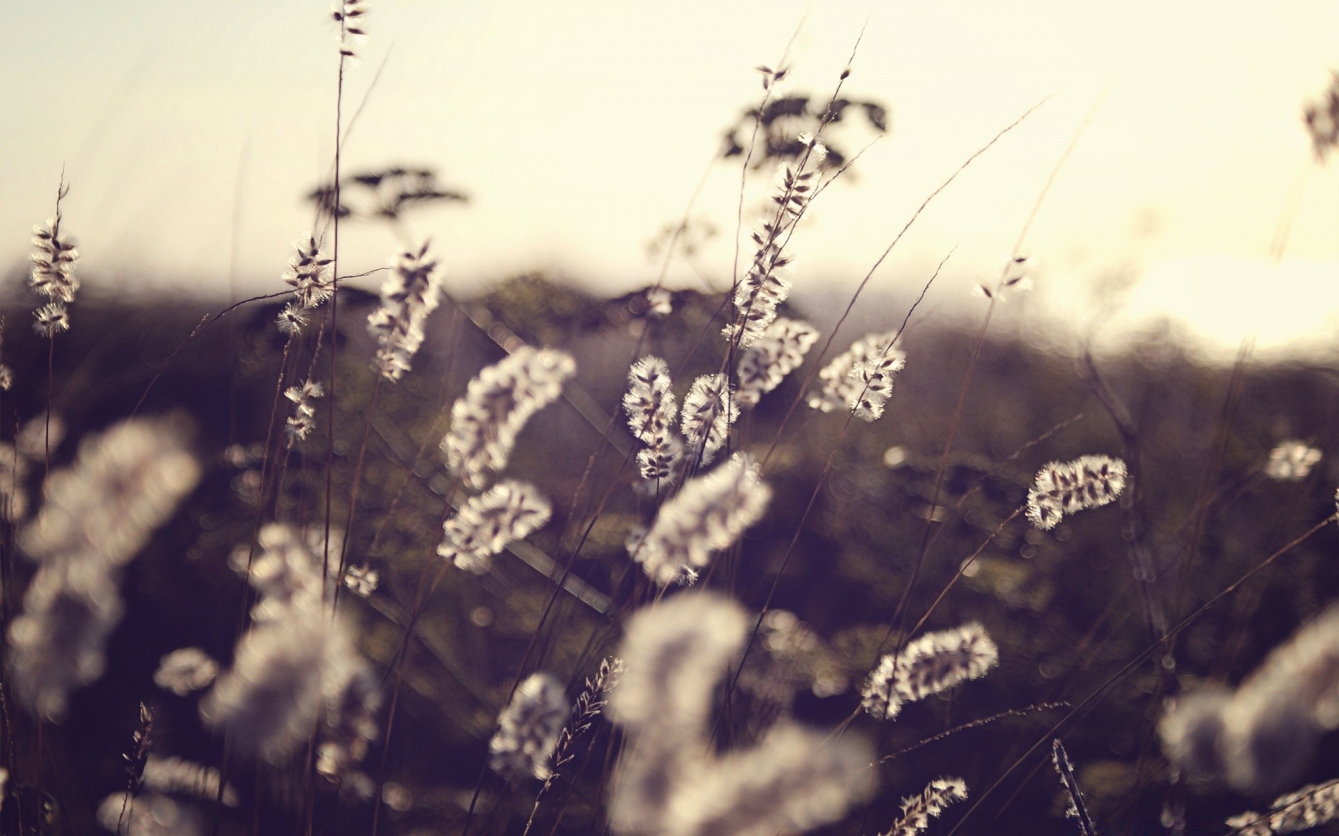 creative monochrome nature flower flora summer