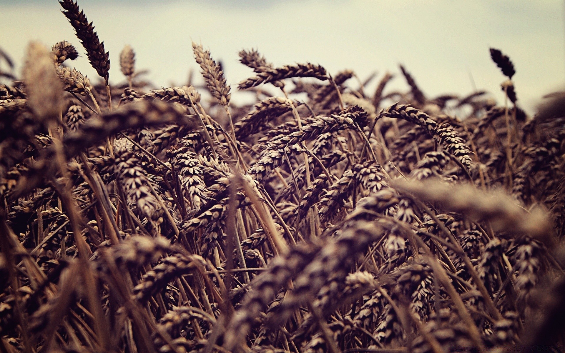 kreativ flocken essen stroh ernte weide natur samen weizen bauernhof landwirtschaft schließen monochrom flora trocken desktop