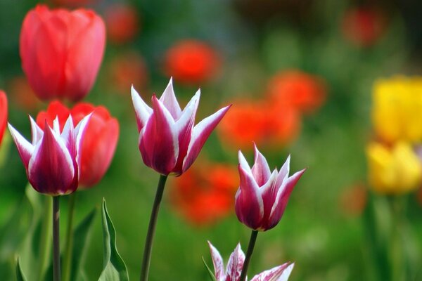 Multicolored Tulip flower buds