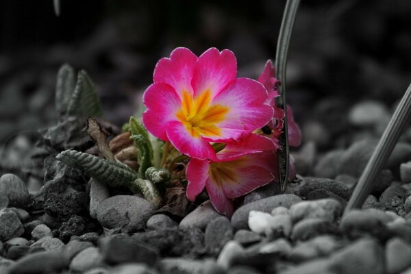 A beautiful flower survives among the stones