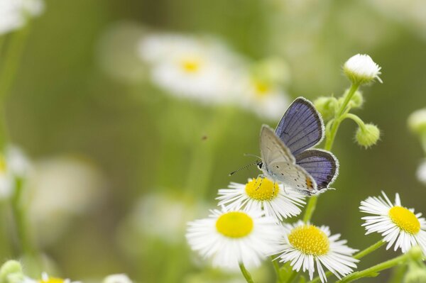 Schmetterling, der auf Sommerblumen auf einer Wiese sitzt