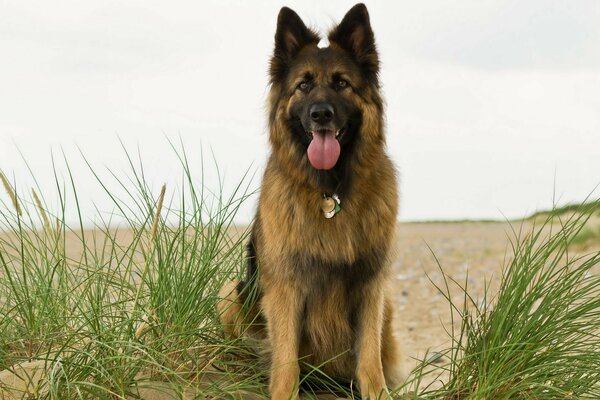 Cão à beira-mar