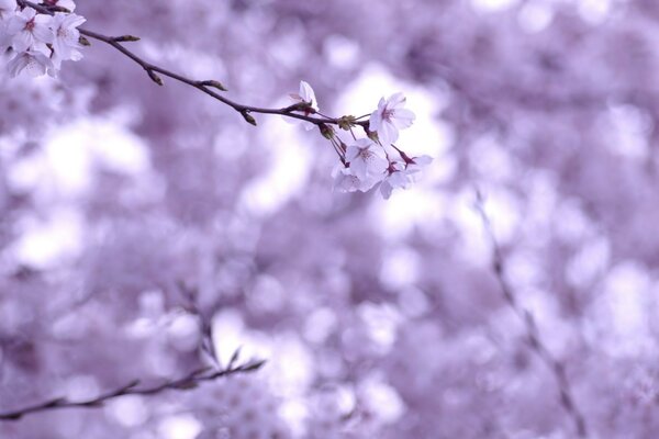 Wiśnia gałązka białe kwiaty kwitnące gałęzie Sakura