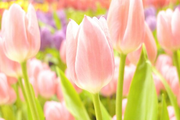 Zartrosa Tulpen in großen Mengen