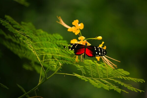 Beau papillon sur une feuille d été