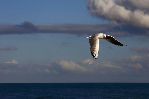 Möwe, die über das blaue Meer fliegt