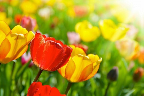 Bunte Tulpen im Garten zu Ostern