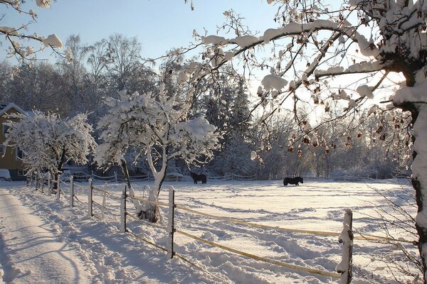 Jardín de invierno cubierto de nieve