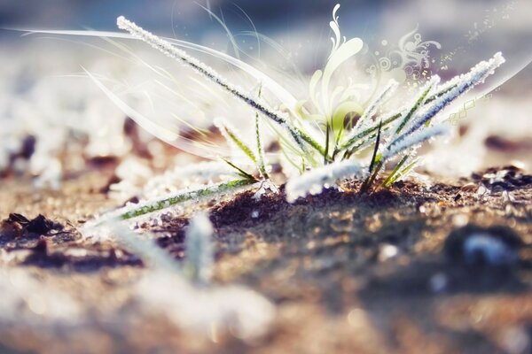 Makrosammlung von Pflanzen, die mit Frost gefangen sind