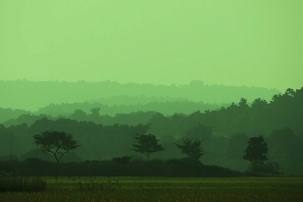 Green misty field and trees