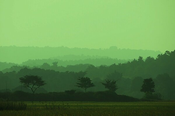Зелёное туманное поле и деревья
