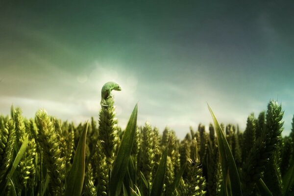 The sun shines on the green leaves of plants