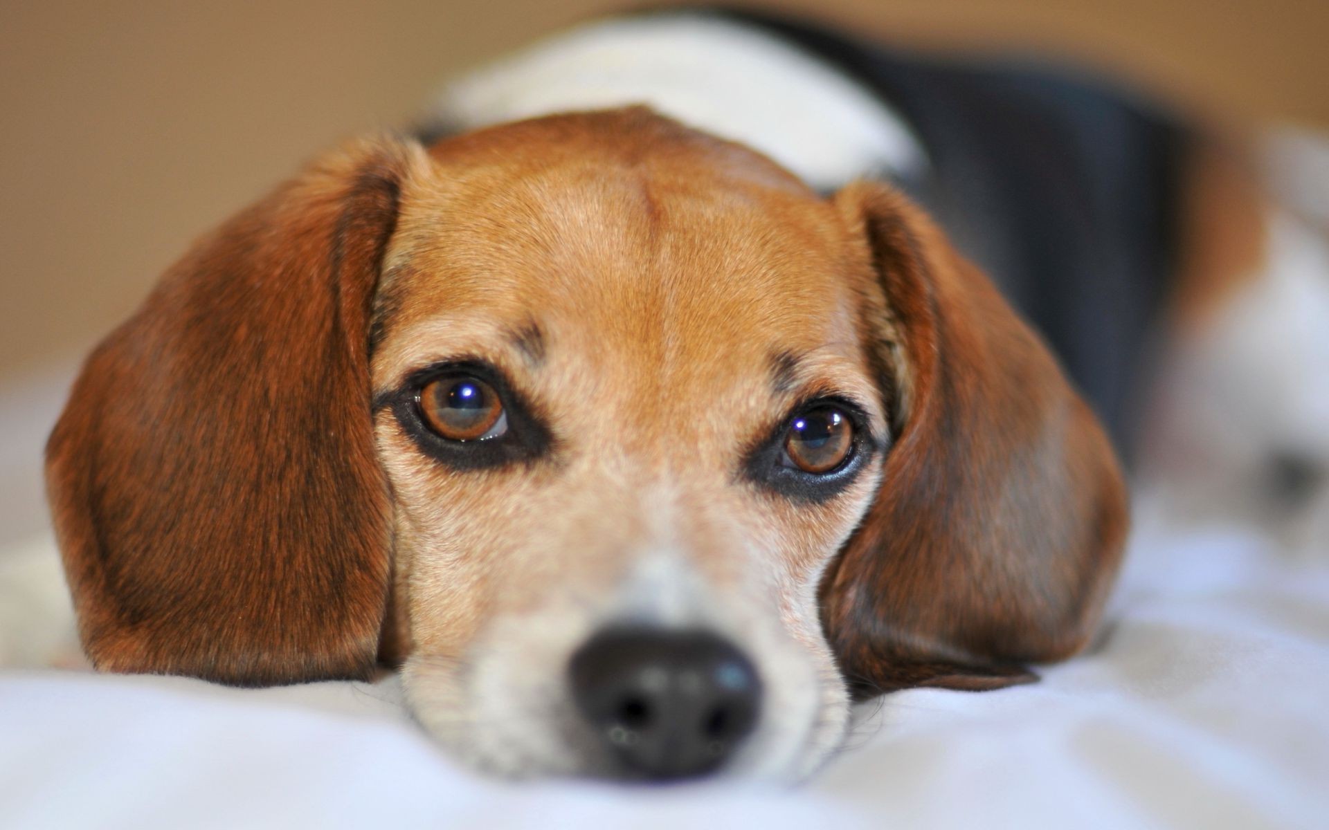 perros perro mamífero mascota lindo cachorro perro retrato pequeño animal adorable beagle raza sentarse ver divertido piel doméstico