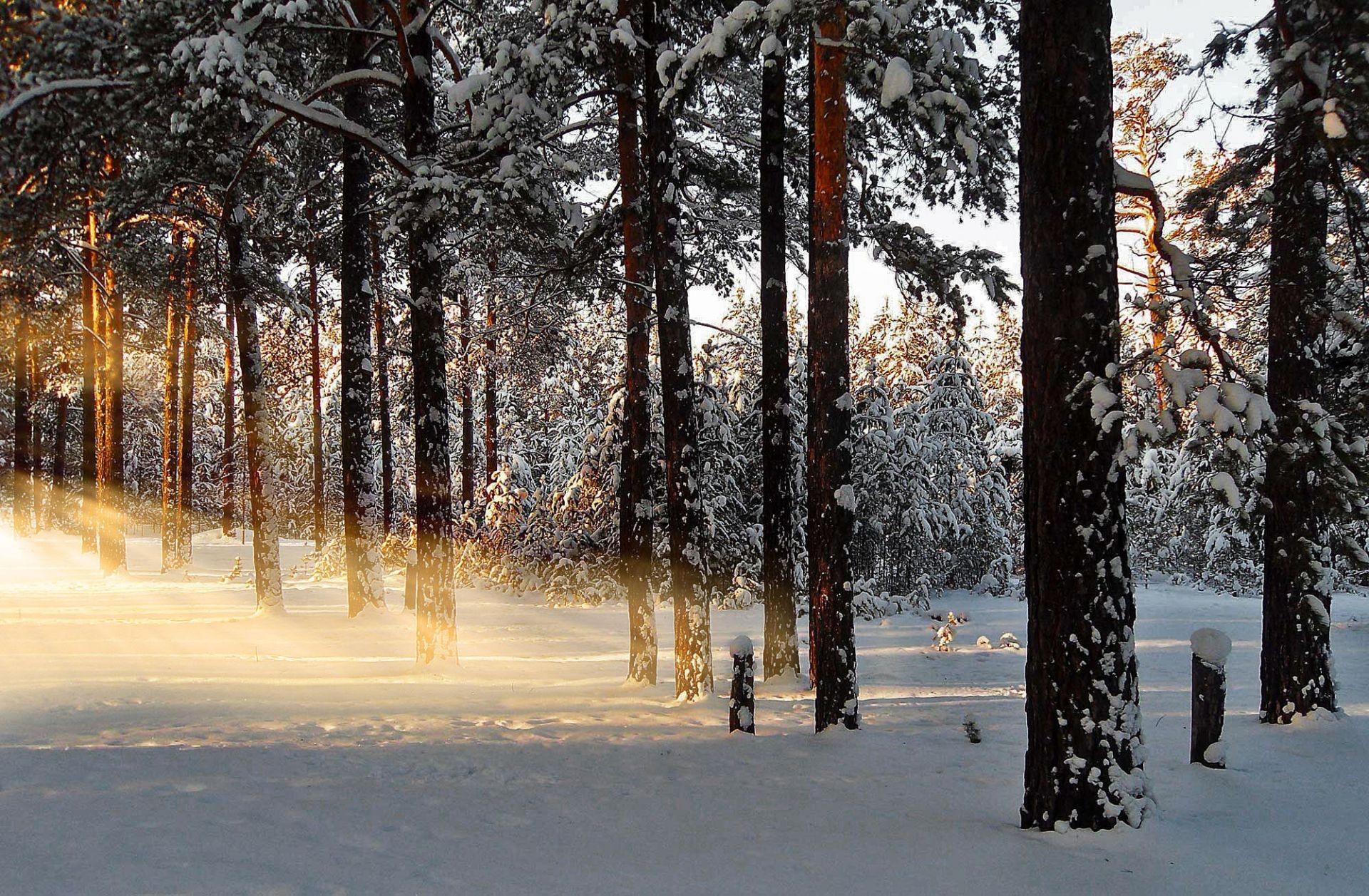 winter schnee holz holz frost landschaft kalt jahreszeit wetter gutes wetter zweig natur dämmerung nebel kiefer blatt landschaftlich herbst im freien