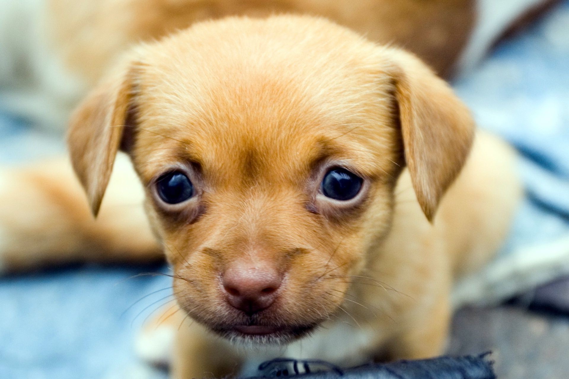 hund hund niedlich welpe wenig haustier hundeführer säugetier liebenswert tier lustig porträt vorschau retriever jung fell kind sitzen rasse hound