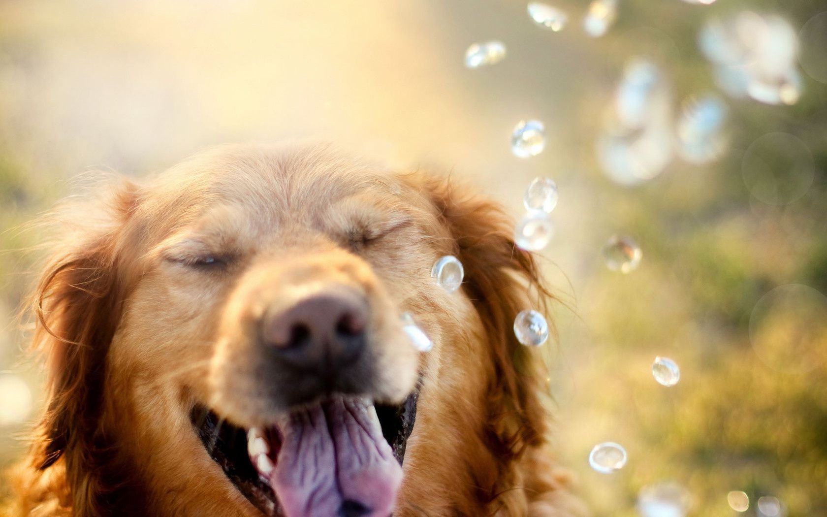 köpekler köpek portre sevimli hayvan evde beslenen hayvan memeli kürk köpek yavrusu küçük köpek eğitmeni göz doğa genç çok güzel saç komik yerli tarama