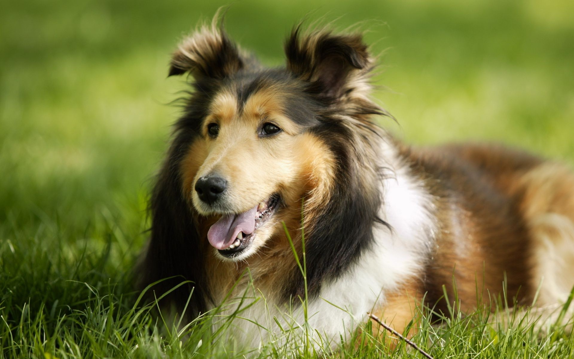 cani cane animale mammifero canino carino pelliccia animale domestico erba cucciolo collie cane da pastore purosangue ritratto pedigree visualizzazione razza obbedienza domestico giovane occhio