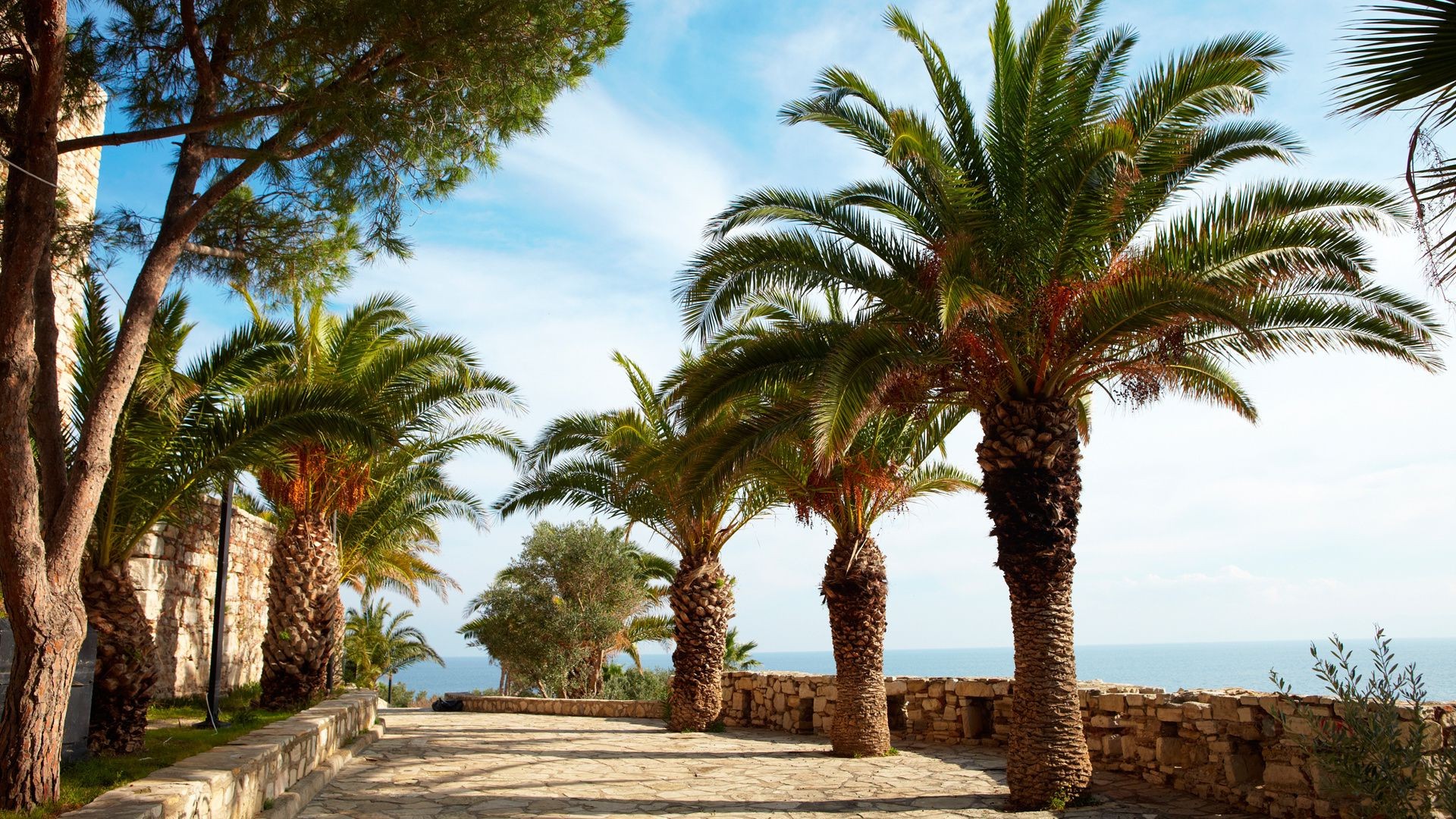 trees palm tree travel tropical vacation beach summer resort sand island seashore exotic tourism hotel oasis sun sunny sky