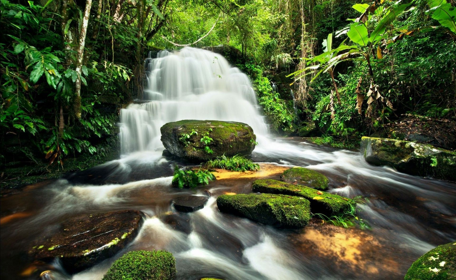 cascades cascade eau ruisseau nature bois cascade rivière feuille mousse ruisseau humide rock automne à l extérieur splash ruisseau sauvage voyage été