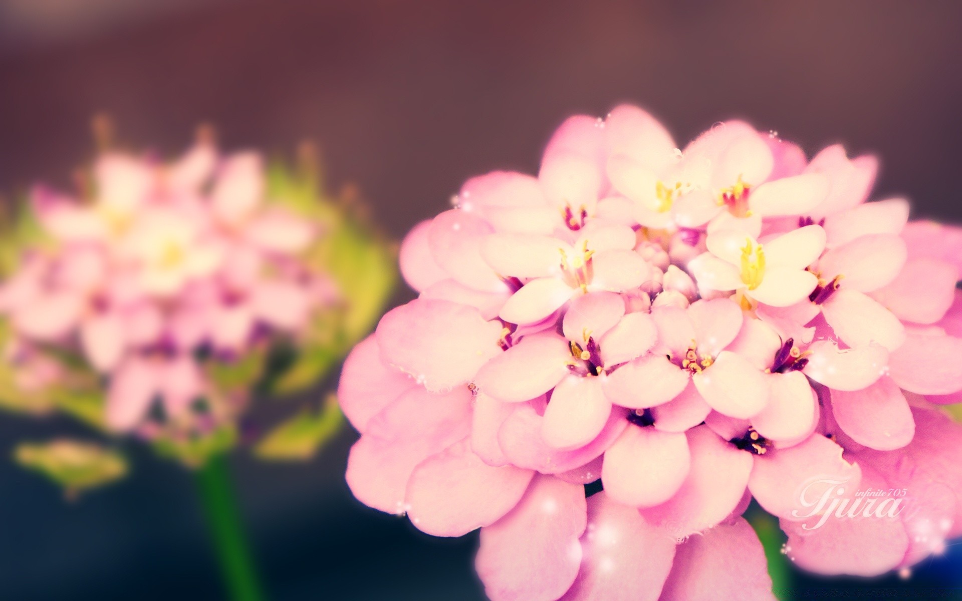 yaratıcı çiçek doğa flora yaz yaprak petal parlak bahçe güzel çiçek renk çiçeklenme yakın çekim büyüme narin