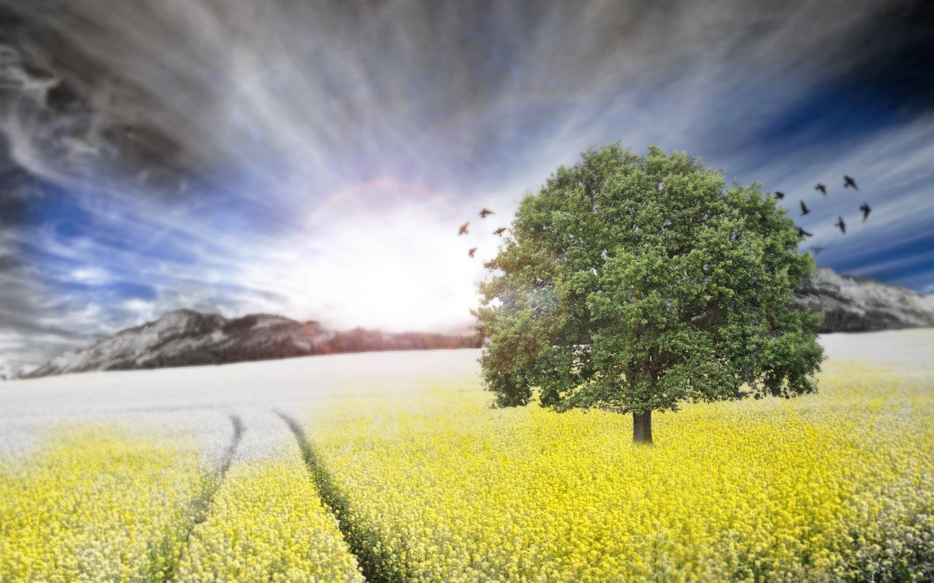 creativo paisaje campo agricultura naturaleza cielo granja rural nube flor árbol escénico al aire libre campo cosecha medio ambiente heno país horizonte aceite